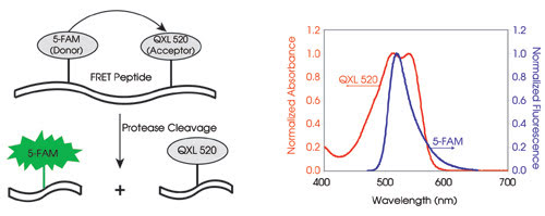 Sensitive FRET Assays Aid Drug Discovery