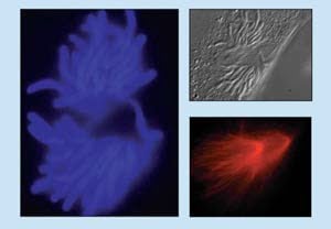 Detectors: CCDs for Life-Science Applications