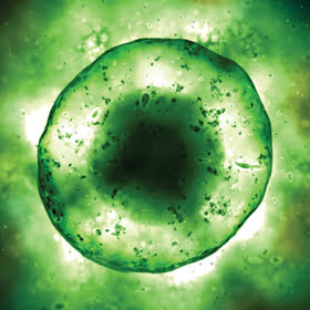 Cell Cultures in 3-D