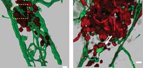 Cost-Effective, High-Performance Confocal Microscopy