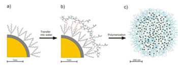 Quantum Dot Coating Binds to Biomolecules