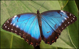 Butterfly Inspires Banknote Authentication Tech