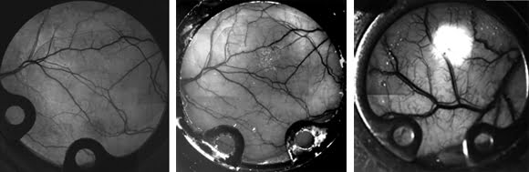 Small Animals, Big Achievements