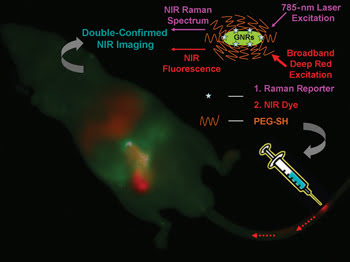 Tissue Imaging with Raman Spectroscopy and SERS