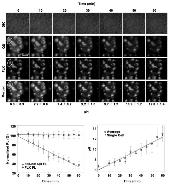 Multiplexed Sensing with QD-based FRET