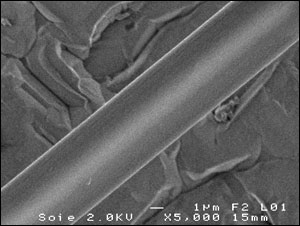 A close-up view of a silk fiber taken with scanning electron microscope. 
