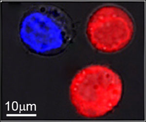 Identical cells stained red and blue were the target of research at Rice University to show the effect of plasmonic nanobubbles. 