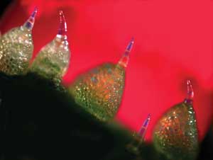 A brighter way to ring in the New Year