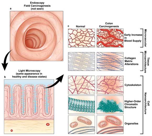 In Vivo Studies Promise to Advance Diagnosis
