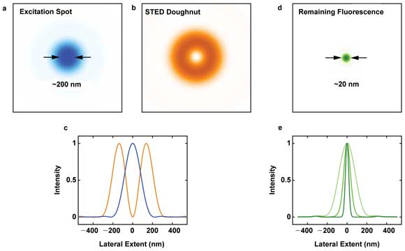 Superresolution Microscopy Images Neurons on the Nanoscale