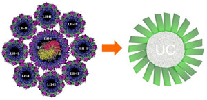Inspiration from nature. (left) A natural photosynthesis system with light-harvesting molecules (LH) and a reactive center (RC); (right) a schematic representation of the nanocrystal that realizes the upconversion (UC) with the attached antennas in green. 