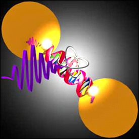 Schematic representation of a nanoantenna formed of two gold nanoparticles linked by a DNA double strand and supplied by a single quantum emitter.