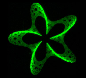 3-D pattern, produced by photografting (180 µm wide). Fluorescent molecules are attached to the hydrogel, resulting in a microscopic 3-D pattern.