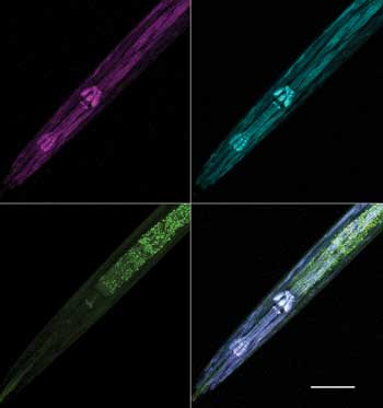 Multimodal Label-Free Imaging Drives Biomedical Research