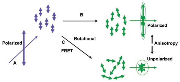 Anisotropy Imaging Elucidates Dynamic Molecular Interactions