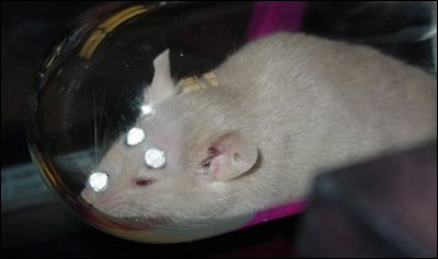 shroud mouse sesitivity shroud mouse sesitivity