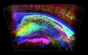 A 3-D view of stained hippocampus showing fluorescence-expressing neurons (green), connecting interneurons (red) and supporting glia (blue). 