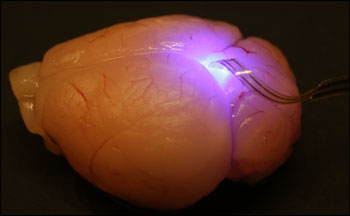 The microLED device implanted in a rodent’s brain to demonstrate the optical properties of devices in intact tissue. 