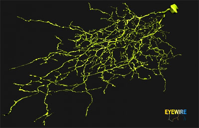 An image of a neuron mapped by users of EyeWire, a game to map the retinal connectome, which is run by MIT's Sebastian Seung. 