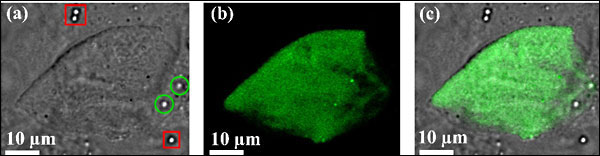 a) A laser scanning microscope image of a cancer cell used in the experiment. The green circles show plasmid-coated particles that have been optically tweezed and inserted into the cell. b) The same cell viewed with a fluorescence microscope. The DNA material inserted into the cell through the transfection process carries a gene that codes for a green fluorescent protein. Here, the cell’s green glow means the transfection process was successful. c) Image (b) superimposed on image (a).