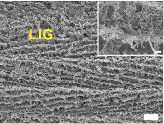 Scanning electron microscope image of laser-induced graphene foam