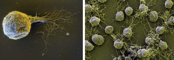 Fast Camera Tracks Agile Survival Artists