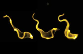 sCMOS Cameras Examine Movements of Pathogens