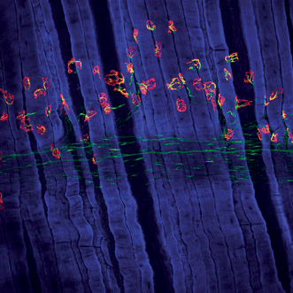 Trends in Modularity
