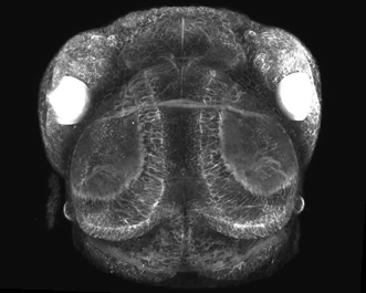 Multiphoton image of a living zebra fish