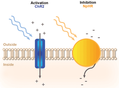 Principle of light-mediated control of neural activity