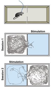 This model demonstrates real-time place preference