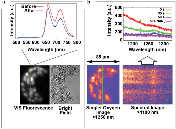 Bright-field image, VIS fluorescence image and VIS fluorescence spectra of 3T3 mouse fibroblasts incubated