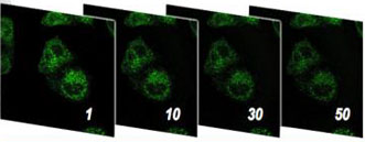 The photostable fluorescent dye C-Naphox maintains 83 percent of its luminance after exposure to 50 rounds stimulation emission depletion (STED) imaging.