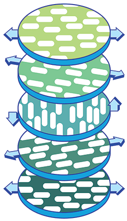 In this representation of the cholesteric phase, cellulose fibers in a single layer align in a single direction. 