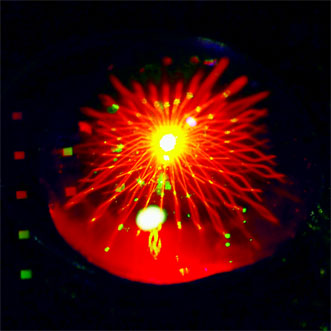 The fraction of laser light transmitted through an array of subwavelength apertures is split into many beams, generating a starburst of fluorescence in a water droplet containing fluorescent dyes. 