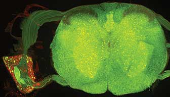 Cross section of the mammalian spinal cord and dorsal root ganglion.