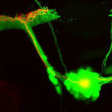 Optogenetic Method Investigated for Neuron Repair