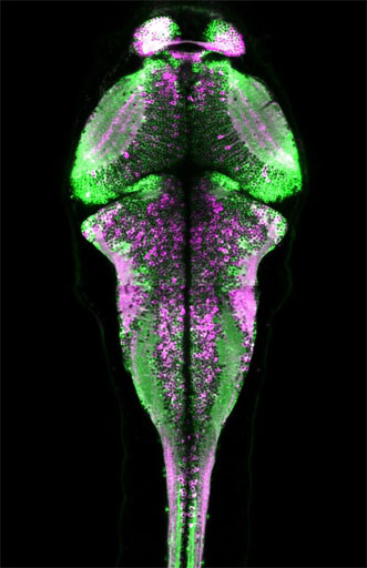 CaMPARI fluorescence in a larval zebrafish brain