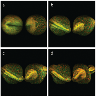 Multiphoton excited fluorescence imaging is compatible with long-term monitoring of live zebra fish embryo development.