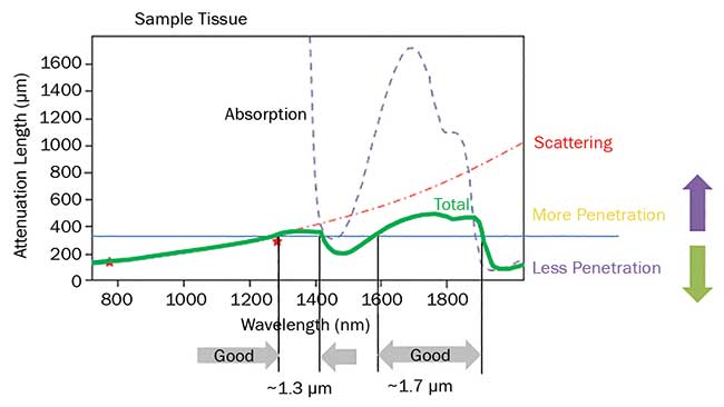 The penetration depth for ultrafast lasers in live brain tissue is limited by a combination of scattering and absorption