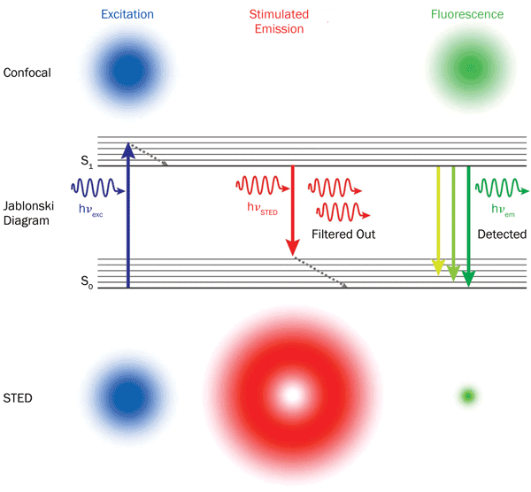 STED photophysics: Fluorophores are excited to a higher energy level (S1) everywhere inside the excitation laser spot (blue).