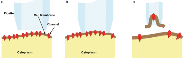 The pipette is brought into proximity of the cell wall.