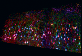Trichromatic two-photon imaging of brainbow mouse cortical tissue using wavelength mixing.