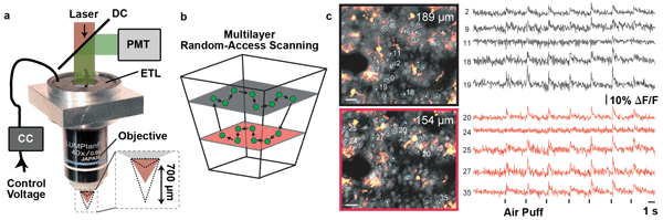 Objective mount for integrating an ETL into a custom two-photon microscope with acousto-optical deflectors for in vivo imaging of neuronal activity in the mouse brain.