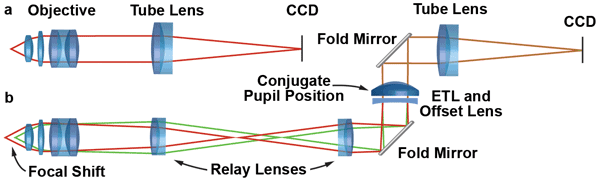 In a microscope with infinity-corrected optics, the image is formed by the objective and tube lens.