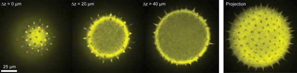 Z-stack of a pollen grain (100-µm diameter) taken with a 40× objective and an ETL integrated into a spinning-disk confocal microscope.