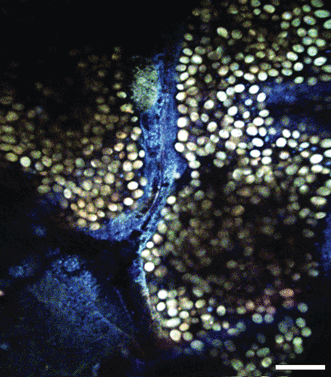 Multimodal microscopy image of an unstained, undissected Drosophila melanogaster RFP mutant larva.