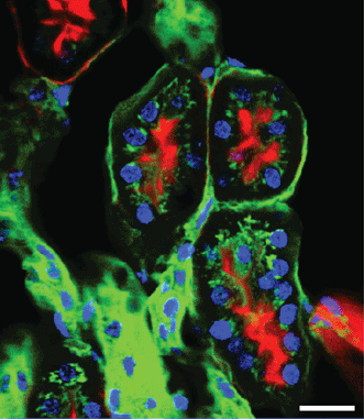 Two-photon excited fluorescence (TPEF) microscopy image of a mouse kidney section, stained with Alexa Fluor 488 WGA, Alexa Fluor 568 phalloidins and DAPI.