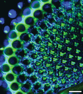 Multimodal microscopy image of an adult Drosophila melanogaster unstained eye.