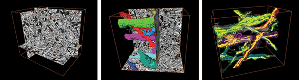  Volume reconstruction of a mouse brain acquired with a combination of SBF-SEM and MED-SEM at HiVac-mode.